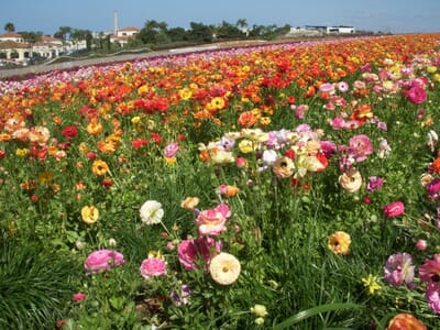Carlsbad, الولايات المتحدة - Flight deals from CNM airport