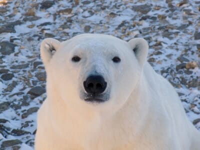 Churchill, Canada - Flight deals from YYQ airport