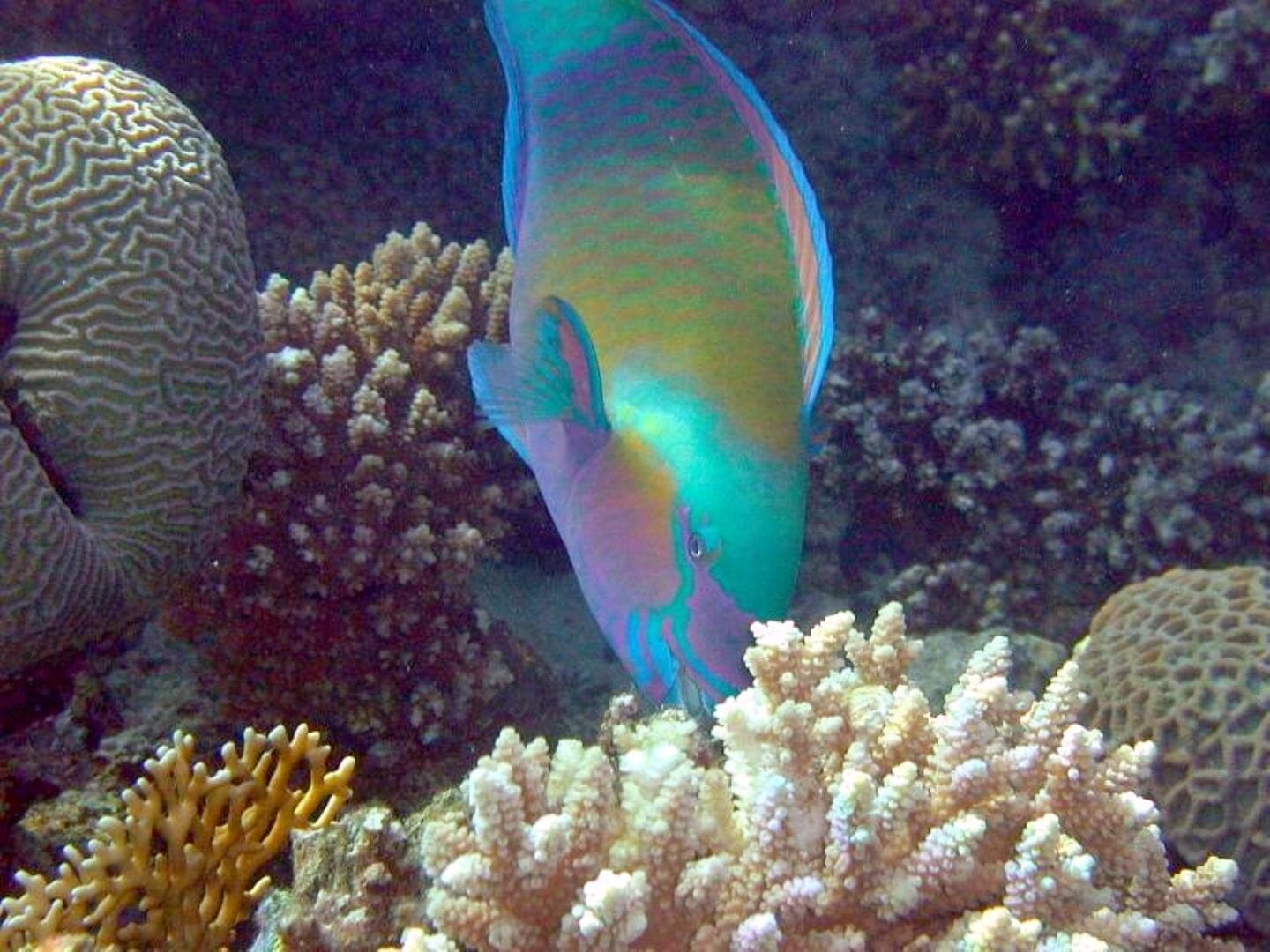 Visit Eilat, Israel