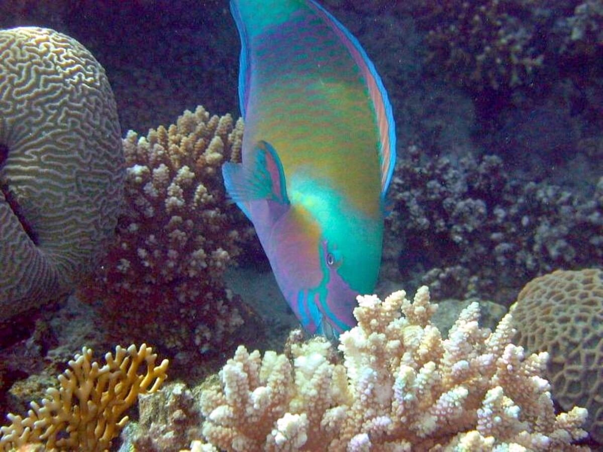 Eilat landscape