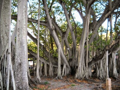 Fort Myers, الولايات المتحدة - Flight deals from FMY airport