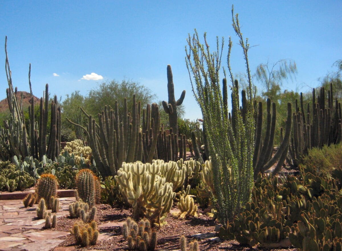 Phoenix landscape