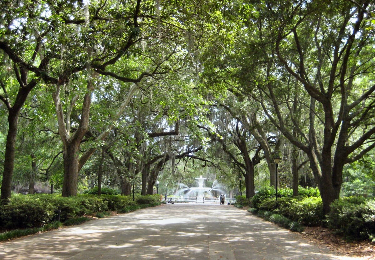 Savannah landscape