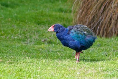 Te Anau, New Zealand - Flight deals from TEU airport