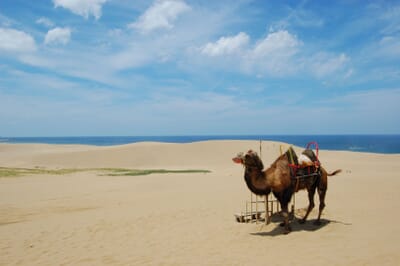 Tottori, Japon - Flight deals from TTJ airport